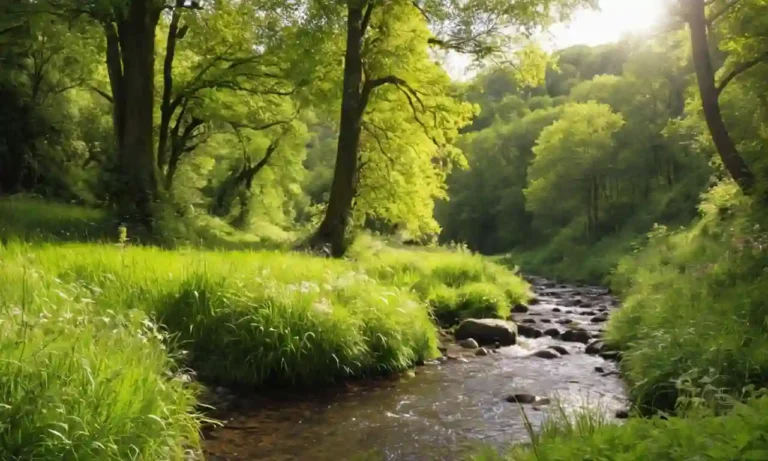 Un bosque exuberante con árboles altos