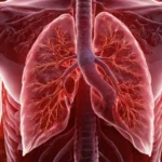 ilustración médica 3D de los pulmones humanos con vasos sanguíneos