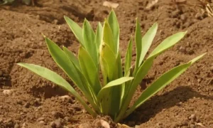 3-5 vainas de planta de poha con diferentes etapas de maduración
