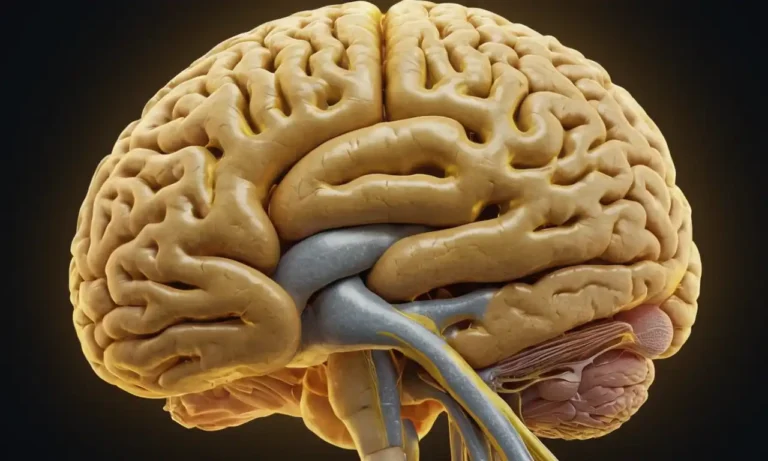 ilustración 3D de un cerebro humano con hueso esfenoide resaltado en líquido amarillo y cefalorraquídeo fluyendo alrededor de él