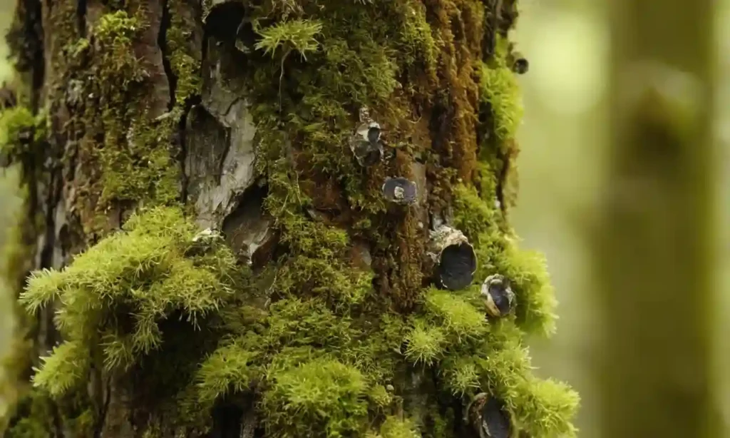 Fungi creciendo en tronco de árbol o rama