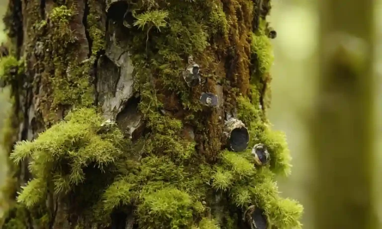 Fungi creciendo en tronco de árbol o rama