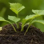 Hojas desplegándose de nodo comas pequeñas plantas comas troncos blandos comas delicadas raíces comas medio ambiente natural comas suelo comas plantas creciendo juntas comas verdes